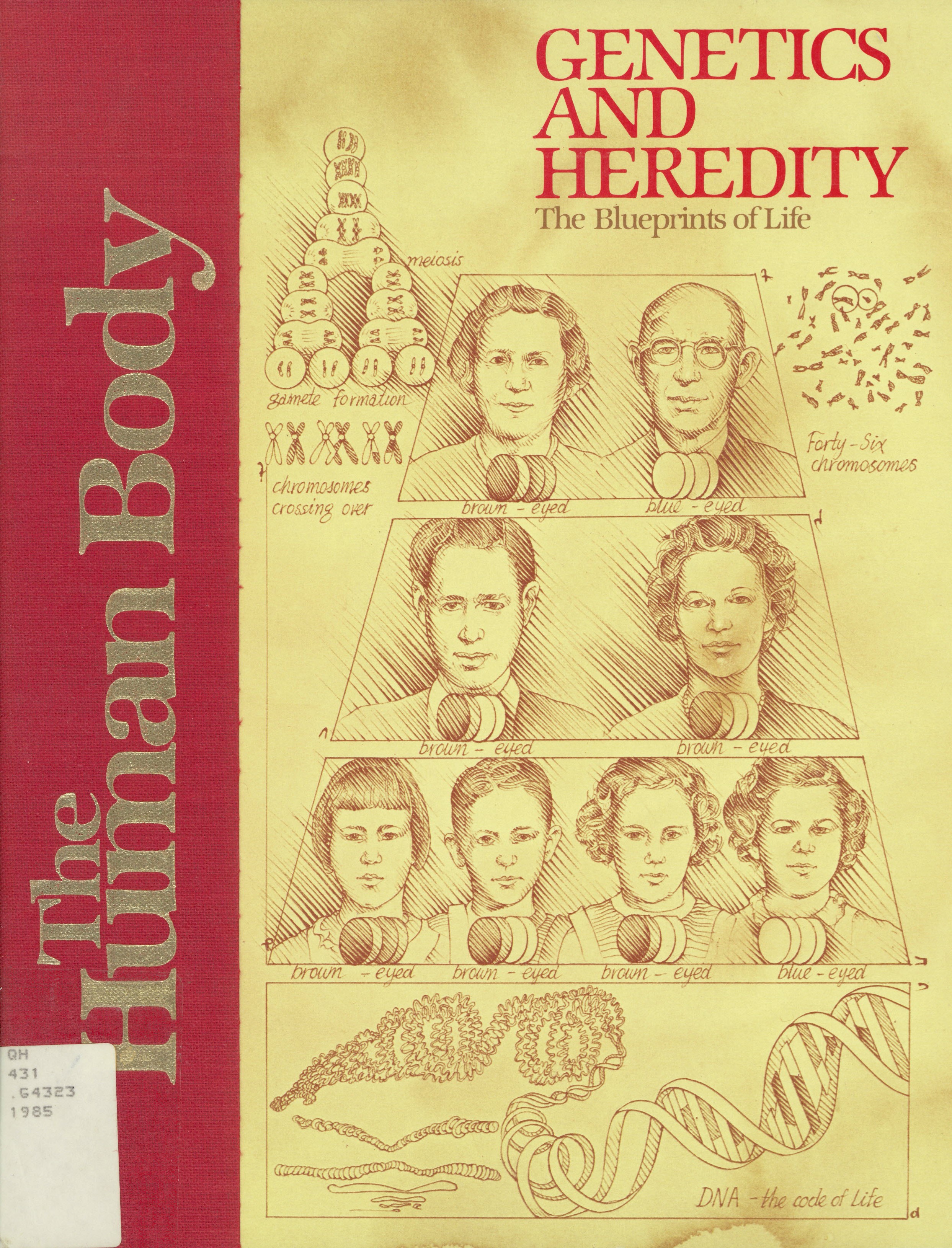 Genetics and heredity: : blueprints of life