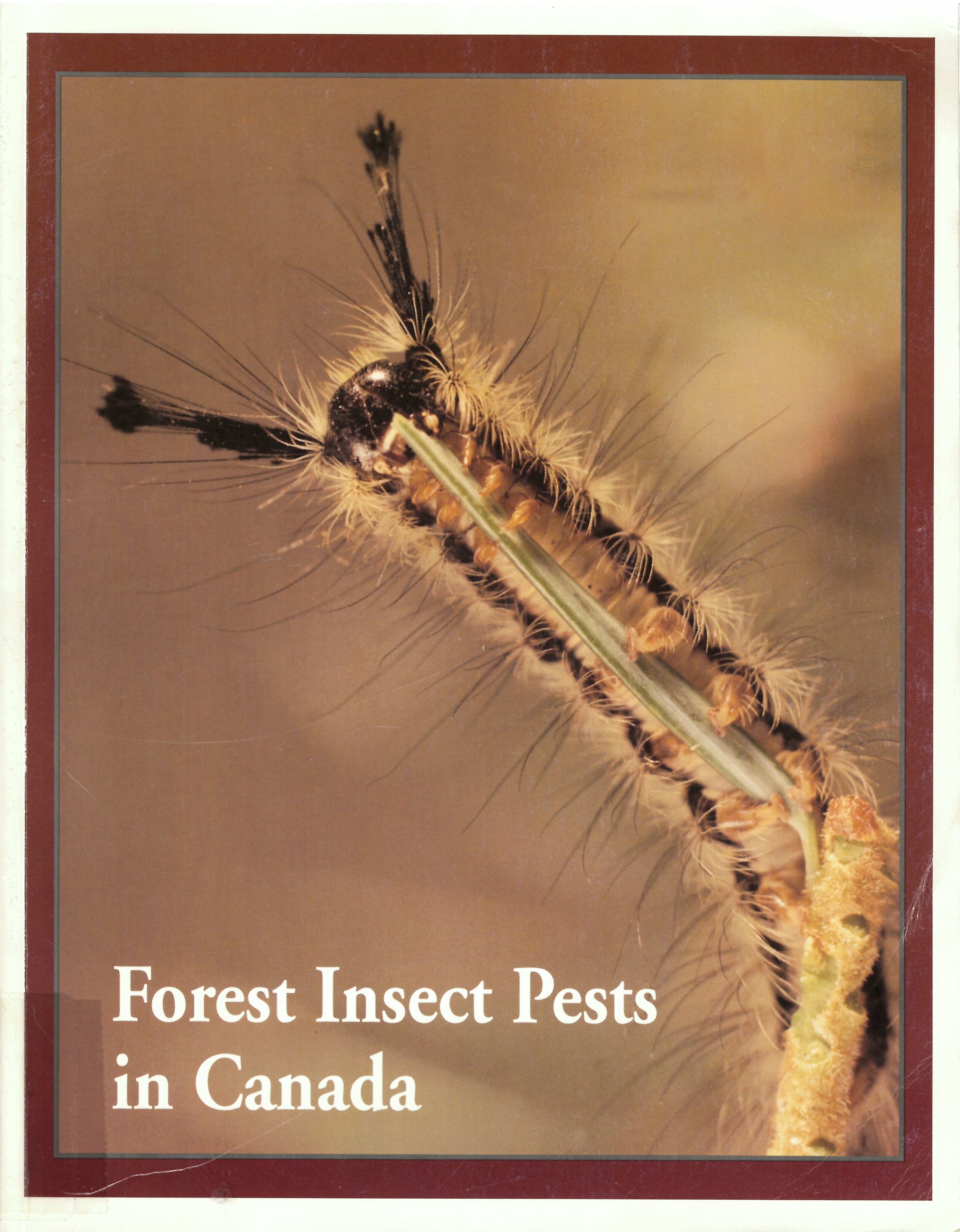 Forest insect pests in Canada