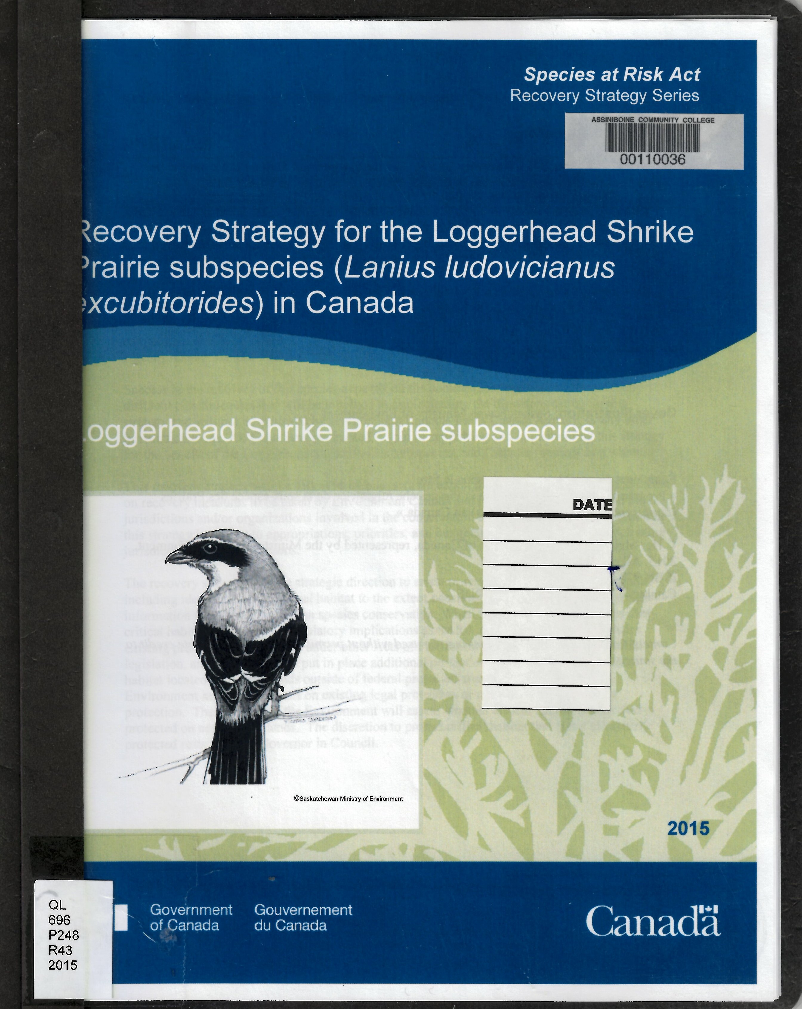 Recovery strategy for the Loggerhead Shrike Prairie subspecies (Lanius ludovicianus excubitorides) in Canada : Loggerhead Shrike Prairie subspecies