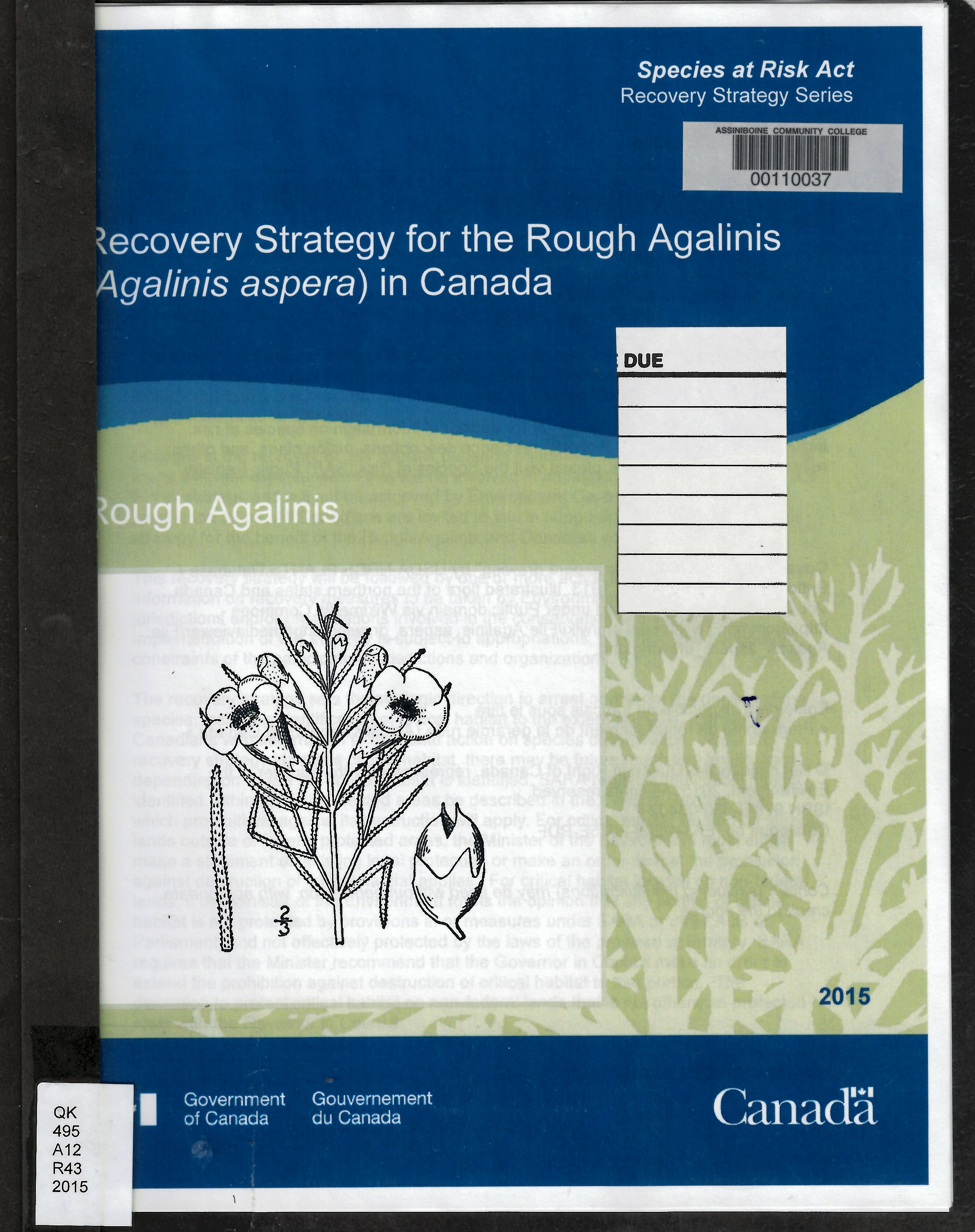 Recovery strategy for the rough agalinis (Agalinis aspera) in Canada : rough agalinis