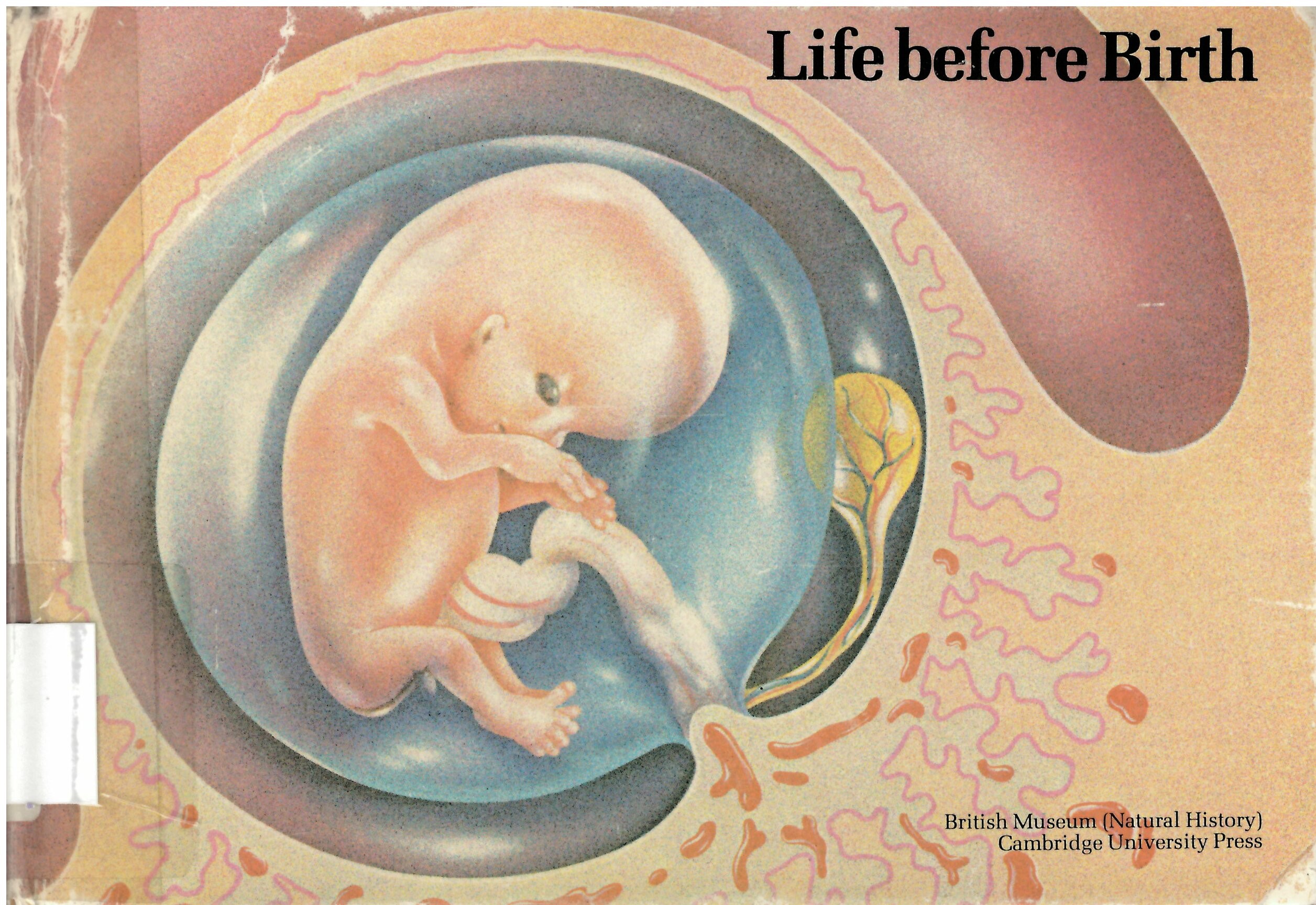 Life before birth: : the story of the first nine months /